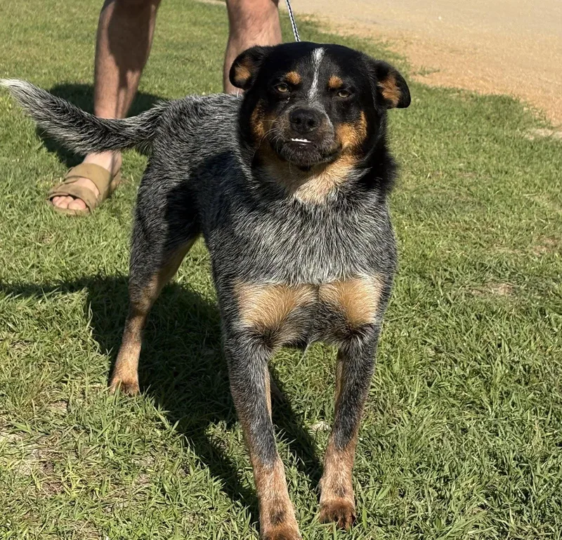 Chase Dixon thumbnail 2