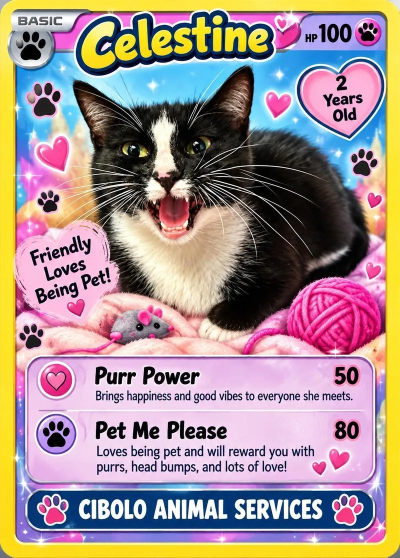 An adult medium-sized female Domestic Short Hair cat named Celestine for adoption in Cibolo, TX