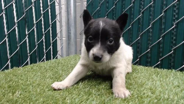 A baby medium-sized female German Shepherd Dog dog named Sophia for adoption in Downey, CA