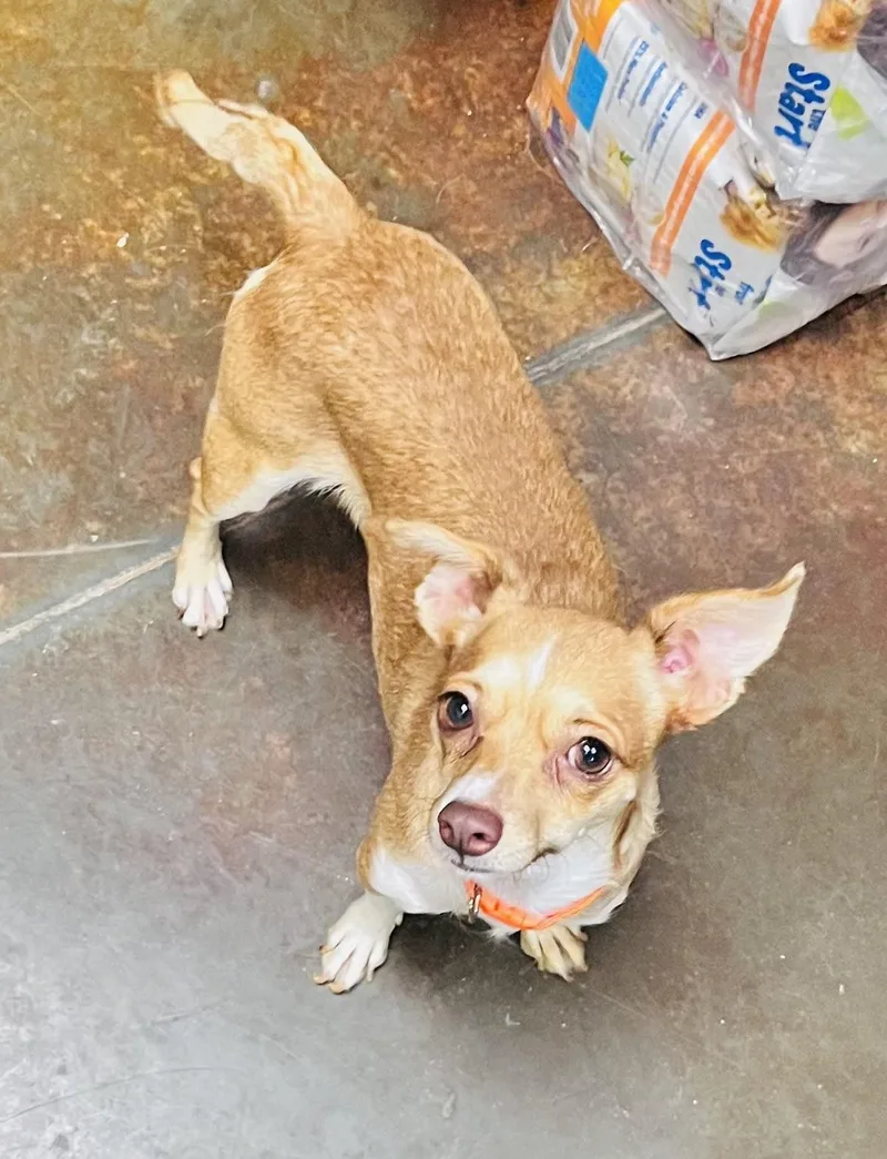 An adult small-sized female Chihuahua dog named Cardi for adoption in Council Bluffs, IA