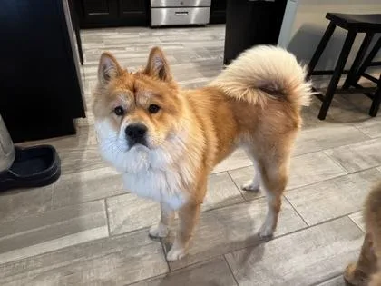 An adult large-sized female Yellow / Tan / Blond / Fawn Chow Chow dog named Yumi for adoption in El Paso, TX