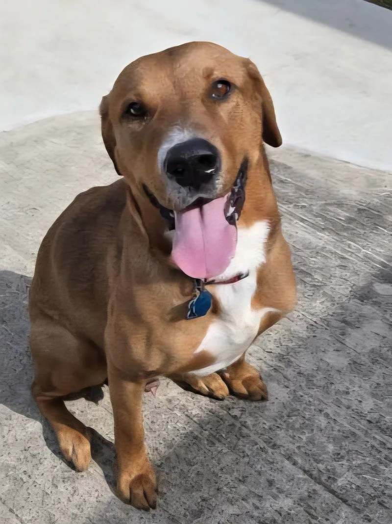 A young large-sized male Retriever dog named Max for adoption in Euless, TX