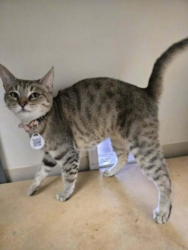 An adult medium-sized female Tabby (Brown / Chocolate) Domestic Short Hair cat named Equinox for adoption in tucson, AZ