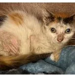 A baby small-sized female White Domestic Medium Hair cat named Lilo for adoption in Austin, TX