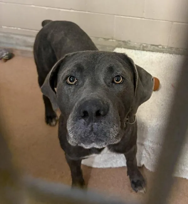 An adult large-sized male Cane Corso dog named Blue for adoption in San Diego, CA