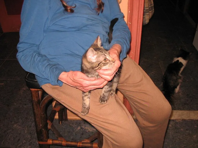 A baby medium-sized female Domestic Short Hair cat named Swirl for adoption in Brooklyn, NY