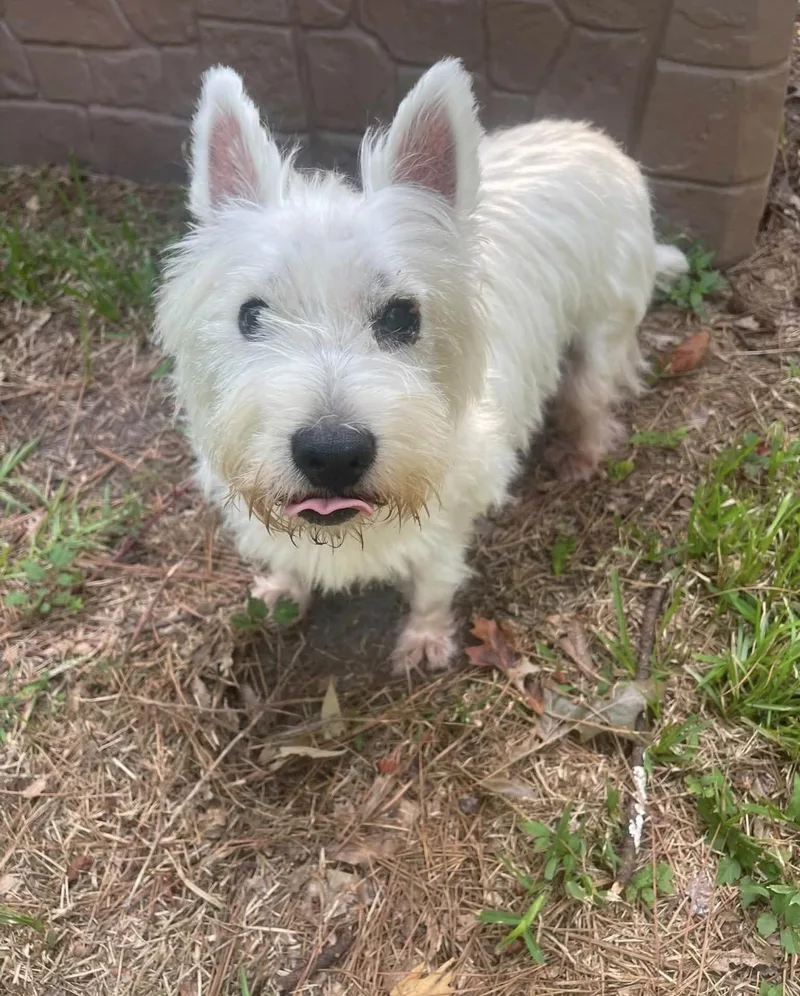 A senior small-sized male West Highland White Terrier / Westie dog named Rocky for adoption in Baton Rouge, LA