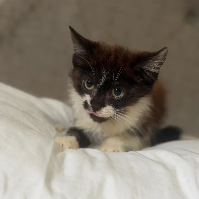 Frankie
