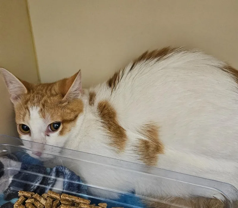 A young medium-sized female Domestic Short Hair cat named Georgia for adoption in Bloomington, IN