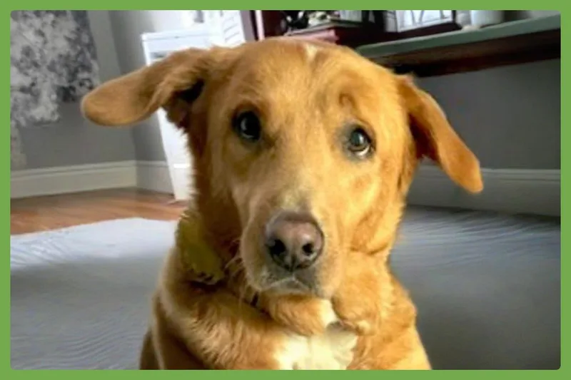 A senior medium-sized female Golden Retriever dog named Maple for adoption in Amherst, MA