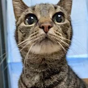 An adult small-sized female Domestic Short Hair cat named Katirina for adoption in Burlington, WA