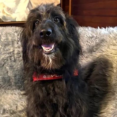 An adult medium-sized female Black Labradoodle dog named Betty for adoption in Irmo, SC