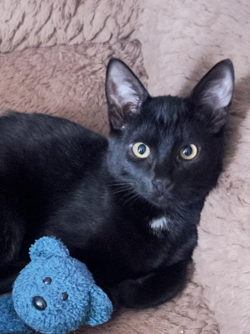 A baby small-sized male Black Domestic Short Hair cat named Pharaoh for adoption in Orange, CA