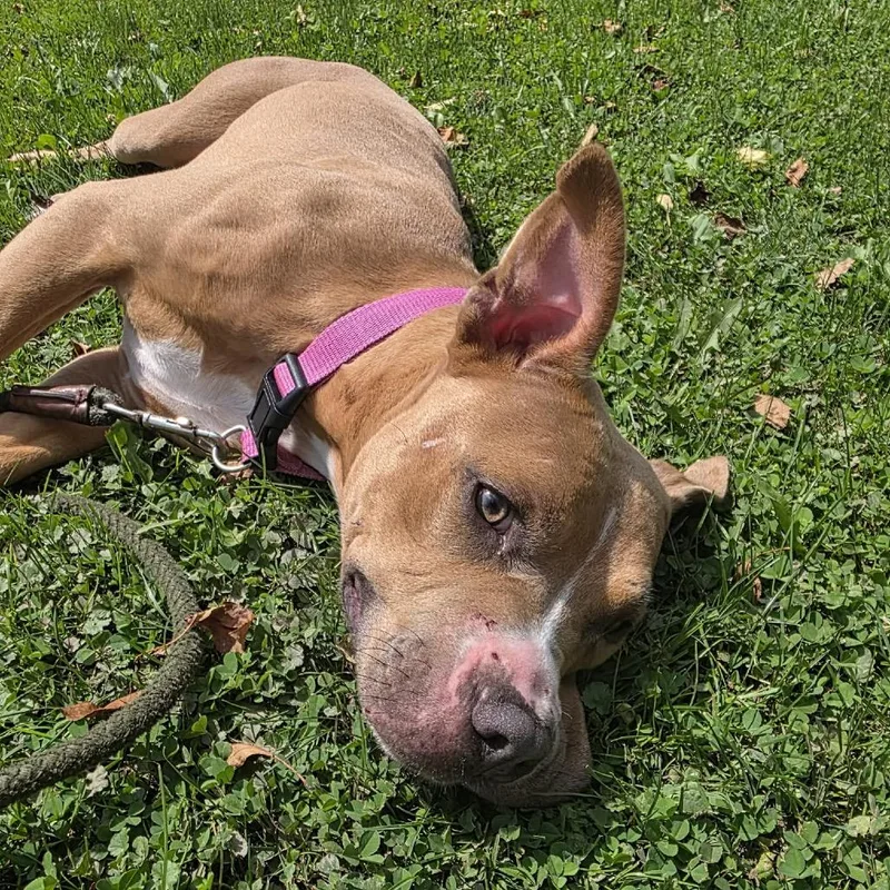 An adult medium-sized female Red / Chestnut / Orange Pit Bull Terrier dog named Shiloh for adoption in Union City, PA