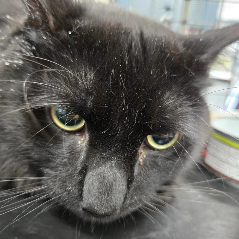 An adult medium-sized male Buff / Tan / Fawn Domestic Medium Hair cat named Pebbles for adoption in Newark, NJ