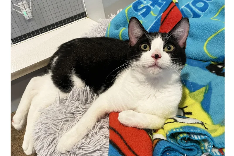 A baby medium-sized female Domestic Short Hair cat named Dotty for adoption in Lincoln, NE