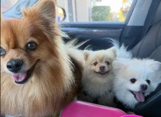An adult small-sized male Pomeranian dog named Snow for adoption in San Diego, CA