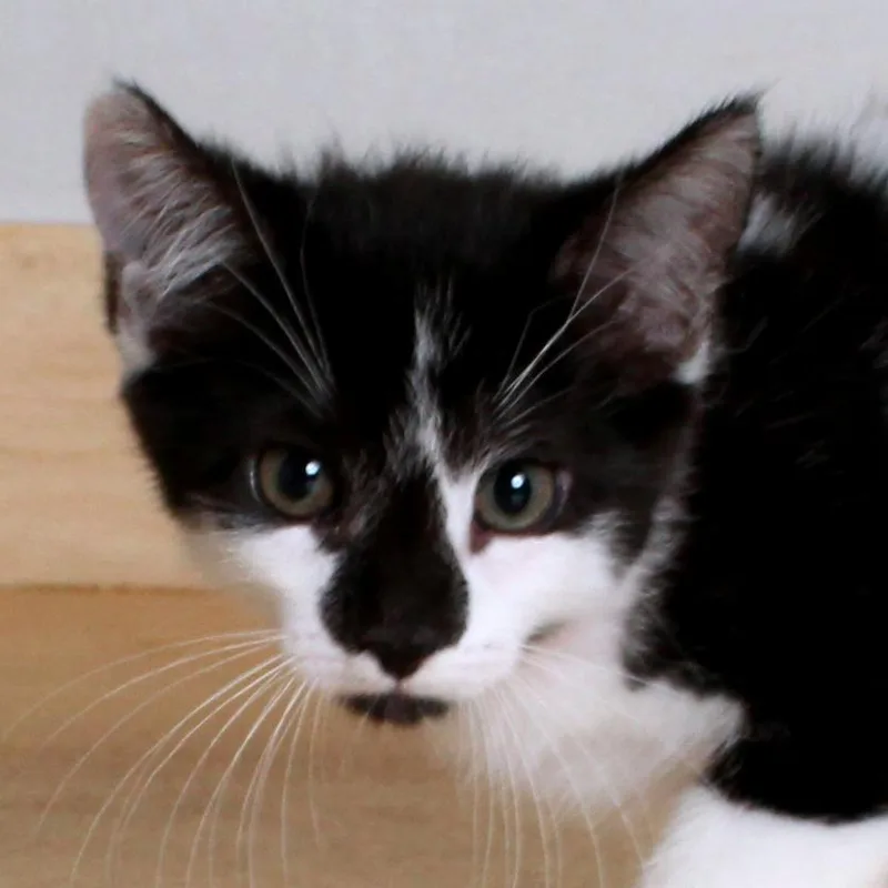 A baby small-sized female Black Domestic Short Hair cat named Ginny C for adoption in Minnetonka, MN