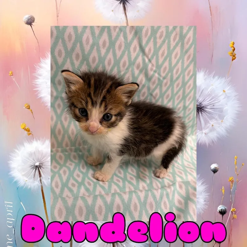 Dandelion
