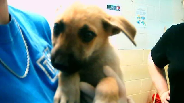 A baby small-sized male German Shepherd Dog dog named River for adoption in Tulsa, OK