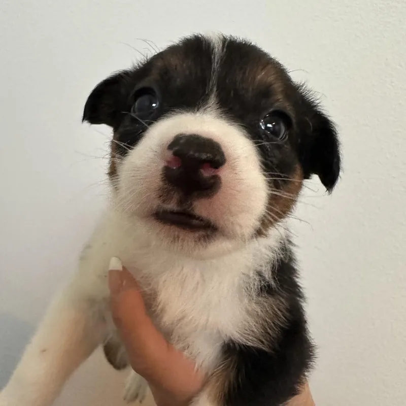 A baby medium-sized female Brown / Chocolate Cattle Dog dog named Calamity for adoption in Sacramento, CA