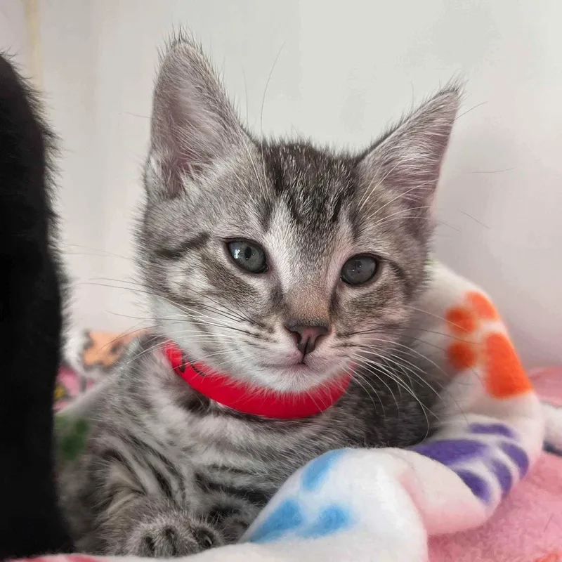 A baby small-sized male Domestic Short Hair cat named Grunge for adoption in Oakland, CA