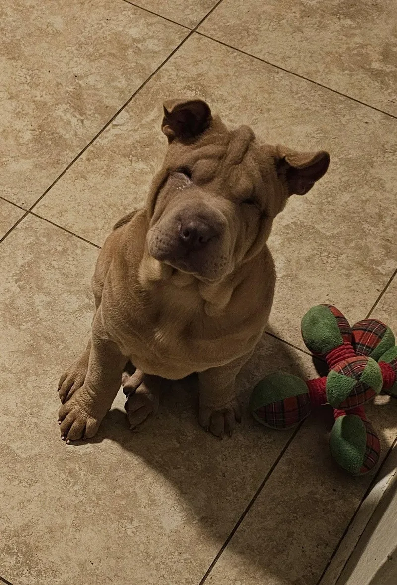 A baby medium-sized male Shar-Pei dog named Archie for adoption in Lake Forest, CA
