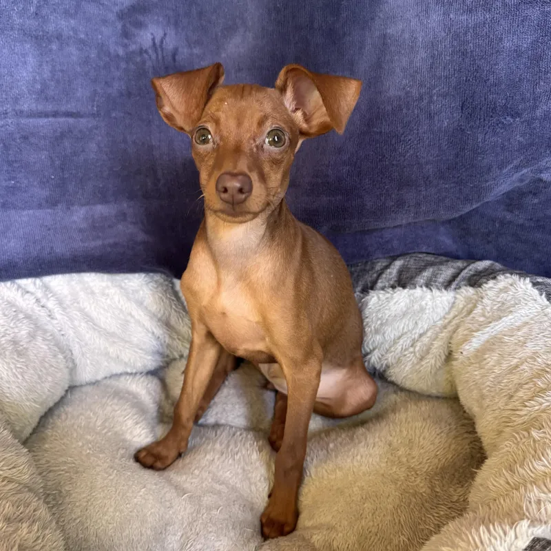 A baby small-sized female Chihuahua dog named Abigail for adoption in Boca Raton, FL