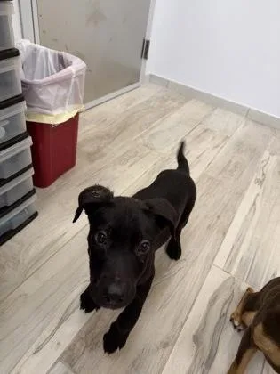 A baby medium-sized male Mixed Breed dog named Noodle for adoption in Largo, FL