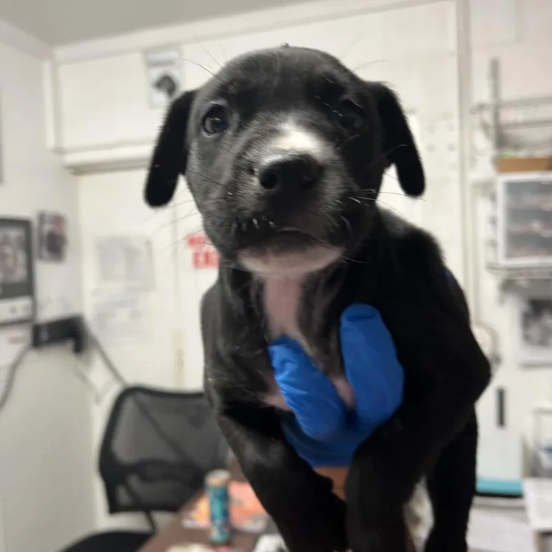 A baby small-sized female Black Pit Bull Terrier dog named Letty Loop for adoption in Edinburg, TX