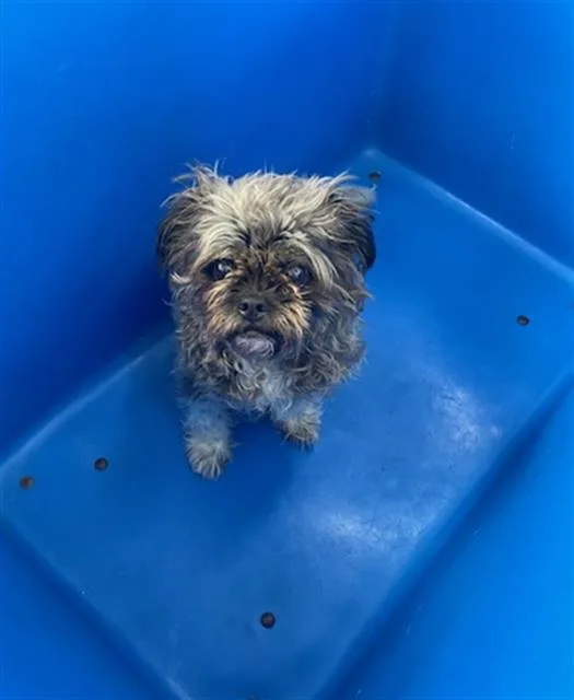 An adult medium-sized female Mixed Breed dog named Oreo for adoption in Dallas, TX