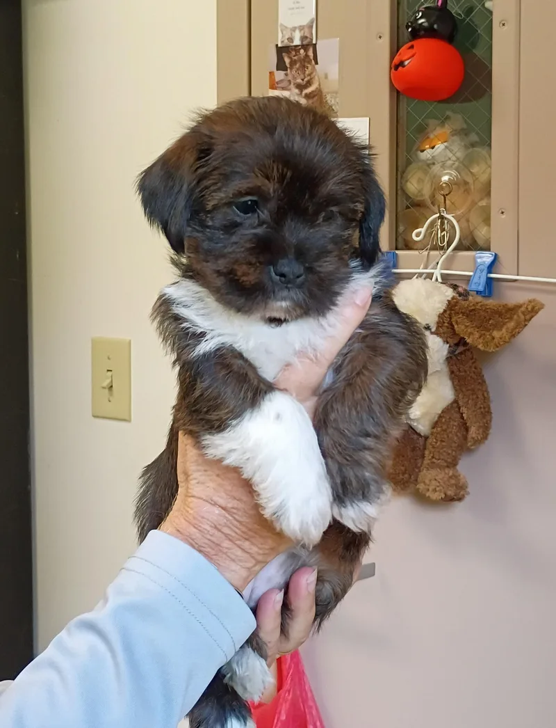 A baby small-sized female Shih Tzu dog named Mandy for adoption in Springfield, OH