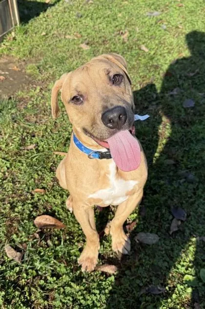 A baby medium-sized male Pit Bull Terrier dog named Stryker for adoption in East Brookfield, MA