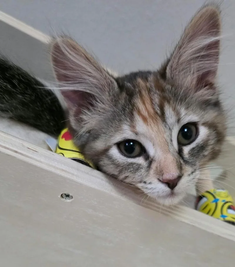 A baby small-sized female Domestic Short Hair cat named Graham Cracker for adoption in Fond Du Lac, WI