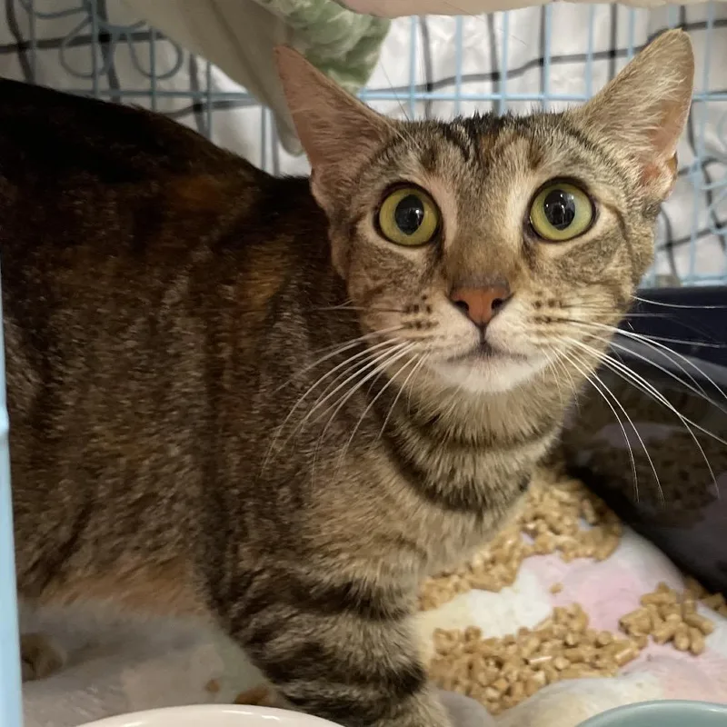 An adult medium-sized female Torbie Domestic Short Hair cat named Florence for adoption in Brownsboro, AL