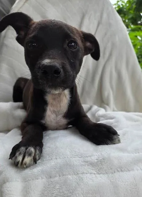 A baby medium-sized male Labrador Retriever dog named Kip for adoption in Ashville, OH