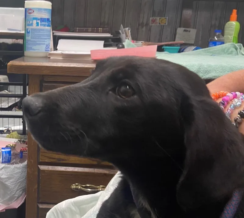 A baby small-sized female Terrier dog named Mariah for adoption in Beebe, AR