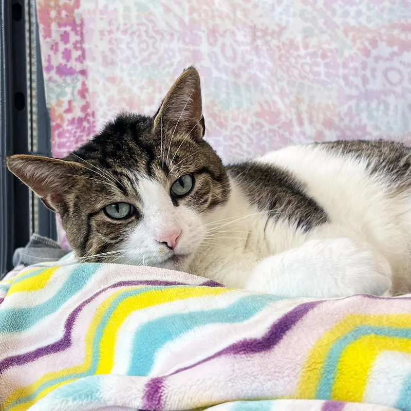 An adult large-sized male Tabby (Brown / Chocolate) Domestic Short Hair cat named Brutus for adoption in St. Louis, MO