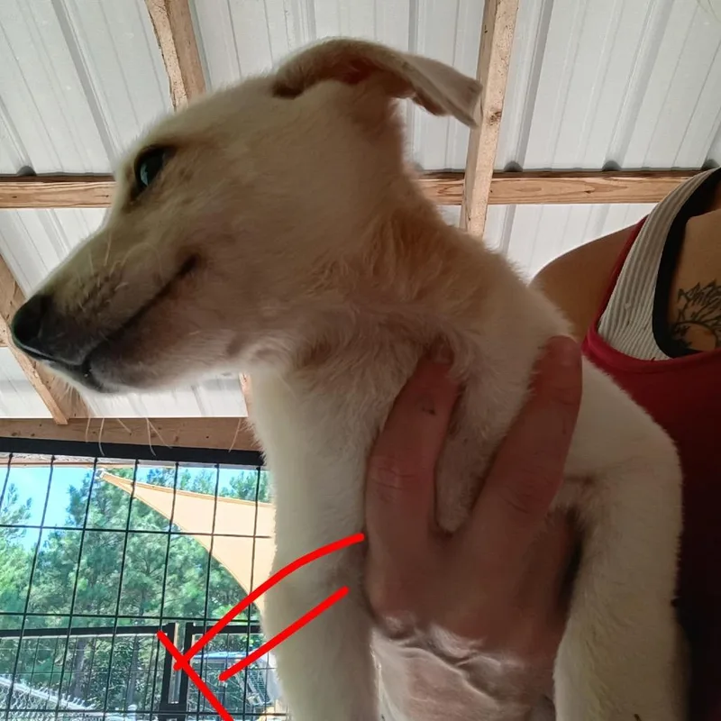 A baby small-sized female White / Cream German Shepherd Dog dog named Hobby Lobby for adoption in Pekin, IL