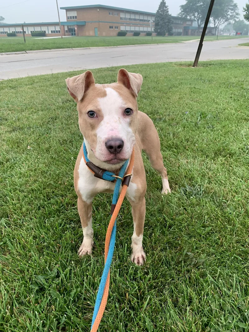 An adult medium-sized male White / Cream Terrier dog named Gary Cooper for adoption in Wyandotte, MI