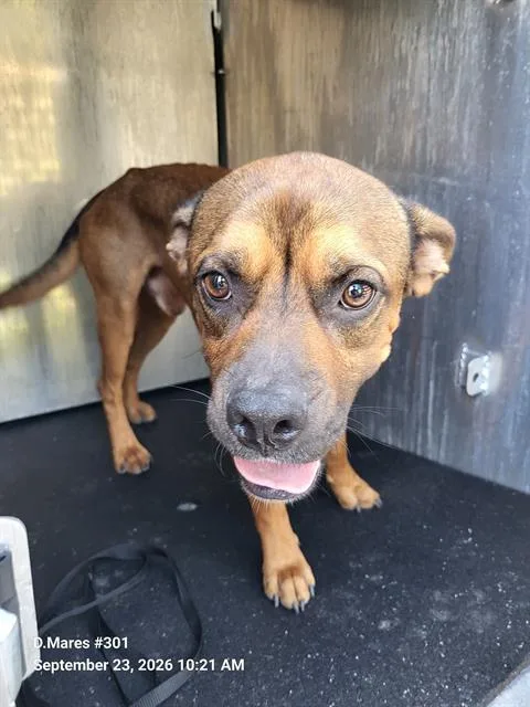 An adult medium-sized male Boxer dog named Perro for adoption in San Antonio, TX