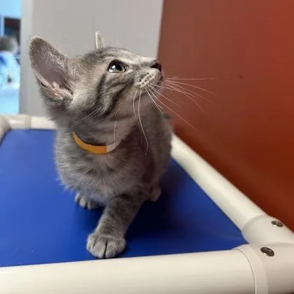 A baby small-sized male Domestic Short Hair cat named Aspen for adoption in Janesville, WI
