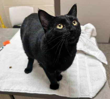 An adult large-sized female Domestic Short Hair cat named Gloria for adoption in Westland, MI