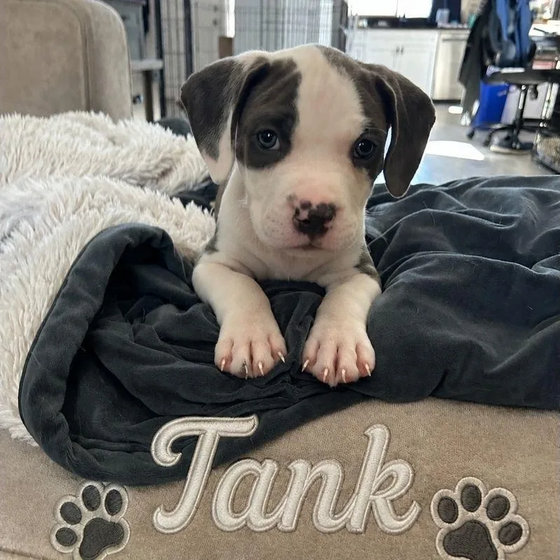 A baby medium-sized male White / Cream Pit Bull Terrier dog named Tank for adoption in Brentwood, CA