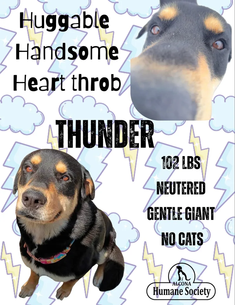 An adult extra large-sized male Rottweiler dog named Thunder for adoption in Lincoln, MI