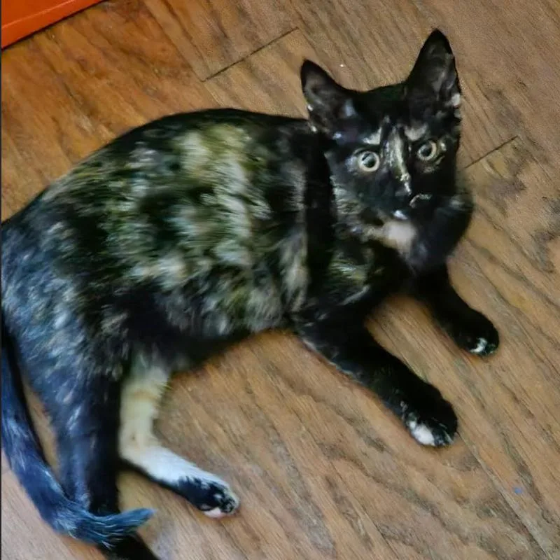 A baby small-sized female Brown / Chocolate Domestic Short Hair cat named Ivy for adoption in League City, TX