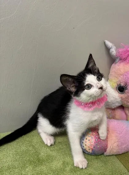 A baby medium-sized female Domestic Short Hair cat named Magnolia for adoption in Picayune, MS