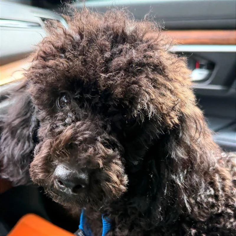 A young medium-sized male Black Miniature Poodle dog named Norman for adoption in Kansas City, MO