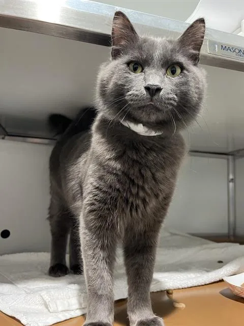 A young medium-sized male Domestic Short Hair cat named Cubby for adoption in San Francisco, CA