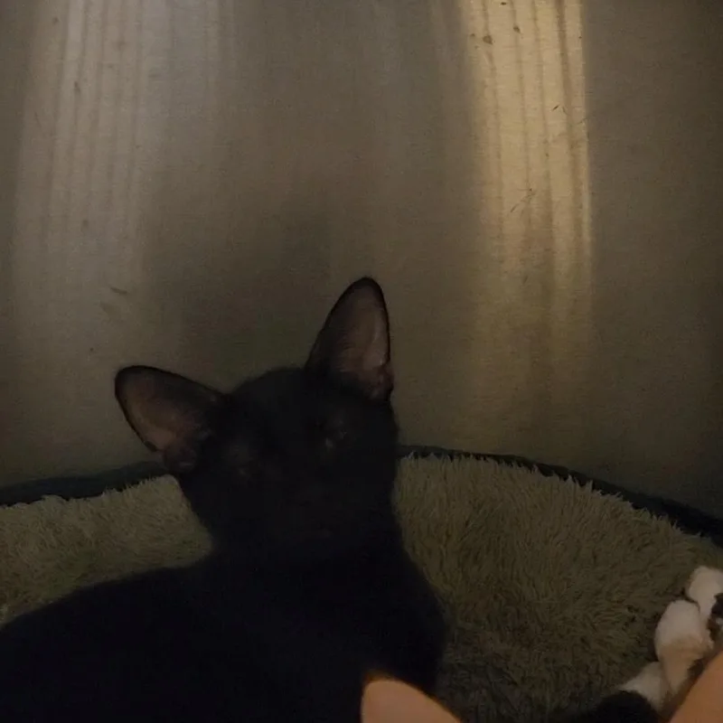 A baby medium-sized female Black Domestic Short Hair cat named UniqueO for adoption in Charleston, SC